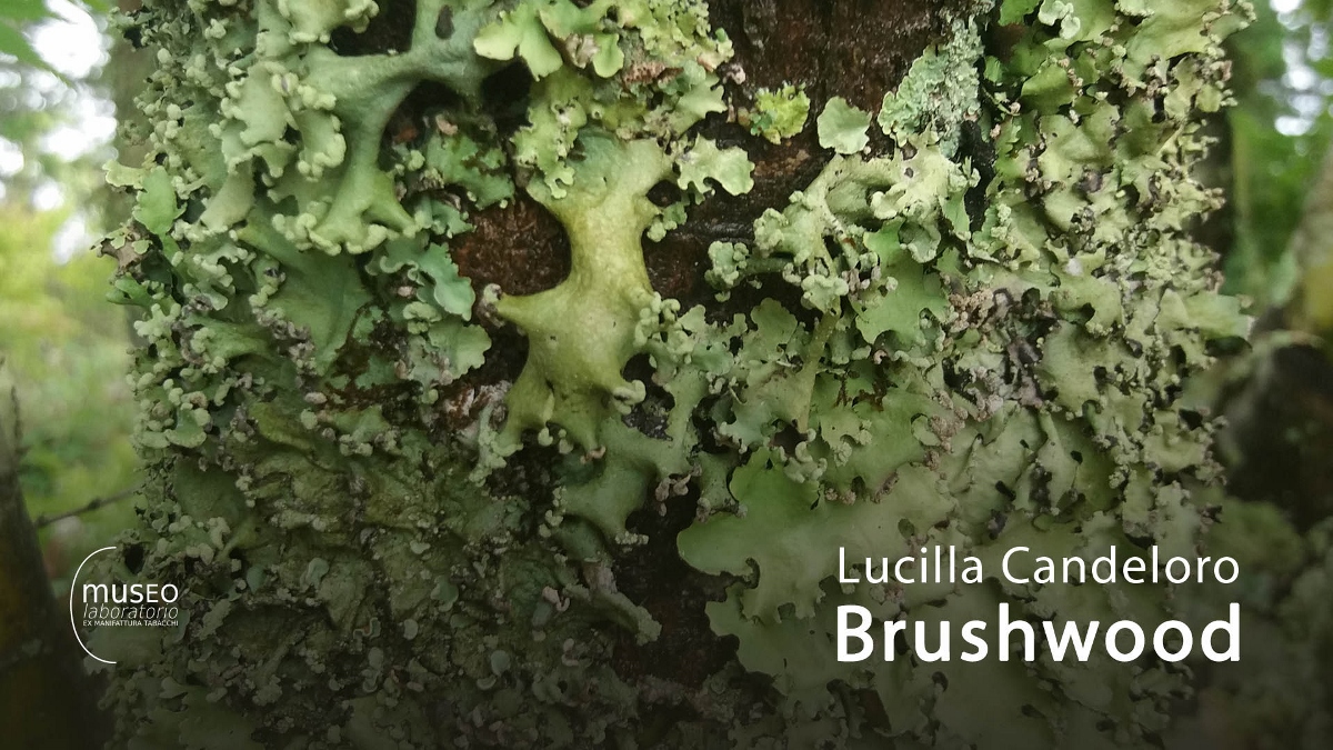 Lucilla Candeloro – Brushwood